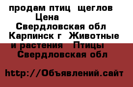 продам птиц- щеглов › Цена ­ 3 000 - Свердловская обл., Карпинск г. Животные и растения » Птицы   . Свердловская обл.